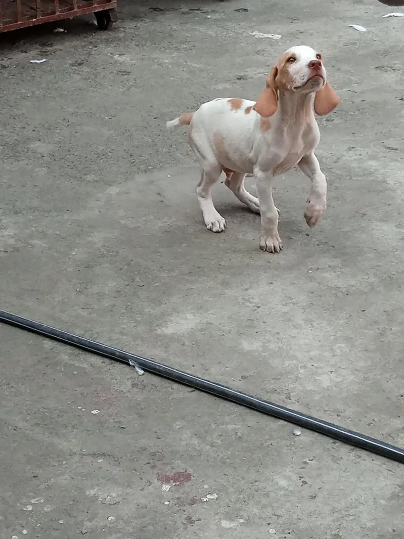 English Pointer Dog Male Healthy and Active