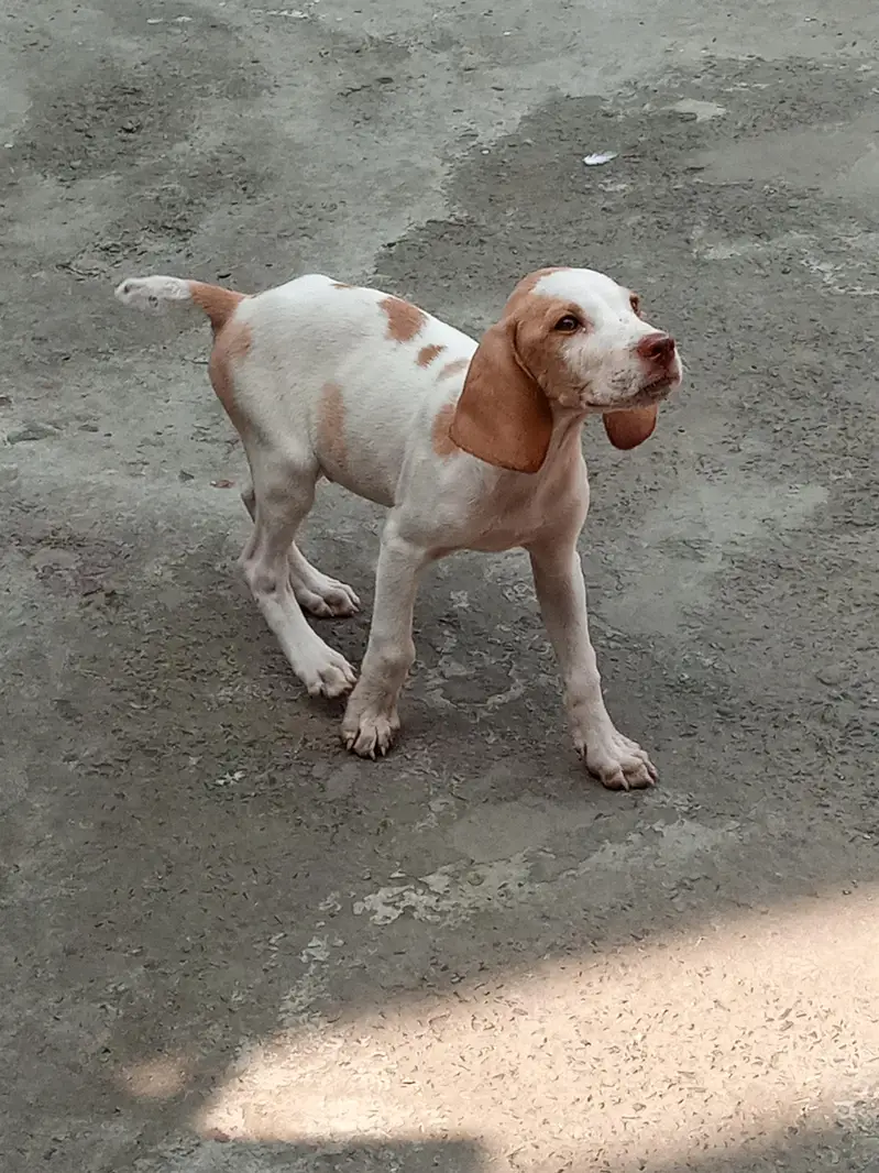 English Pointer Dog Male Healthy and Active — photo 2