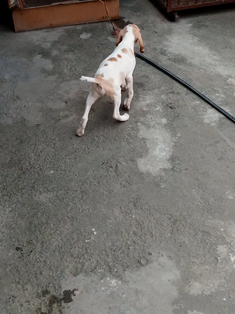 English Pointer Dog Male Healthy and Active — photo 3