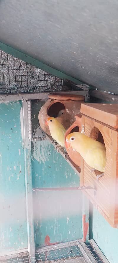 love birds  5 piece H/13 islamabad
