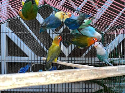 Voilet parblue/green/fischer love birds