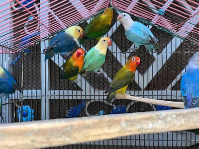 Voilet parblue/green/fischer love birds ring nick cocktail breeder