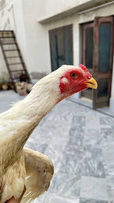Wight aseel shamoo home breed for urgent sale