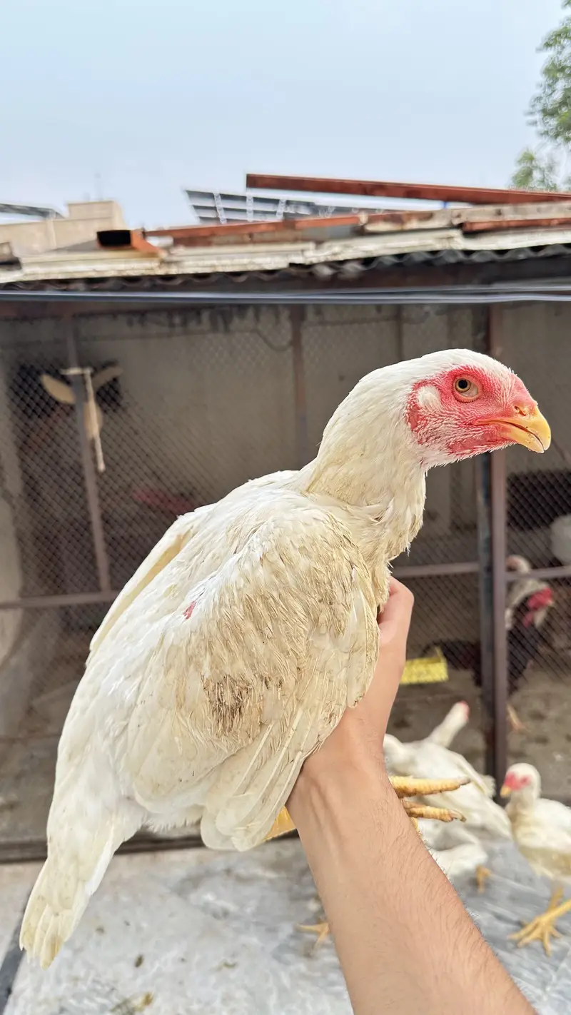 Wight aseel shamoo home breed for urgent sale — photo 2
