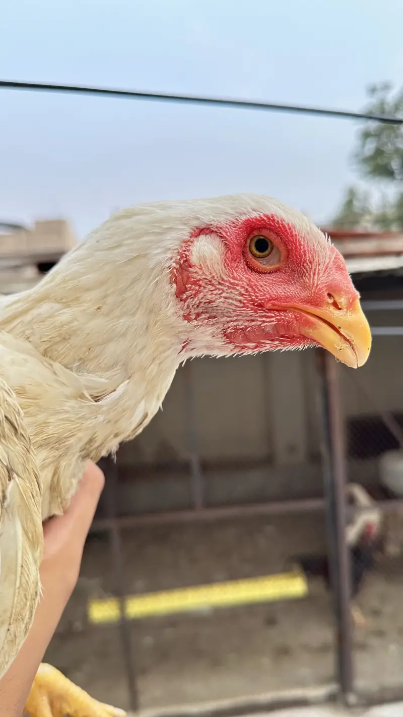 Wight aseel shamoo home breed for urgent sale — photo 3