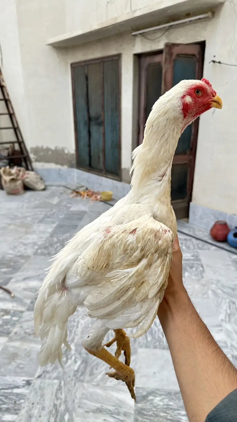 Wight aseel shamoo home breed for urgent sale — photo 4