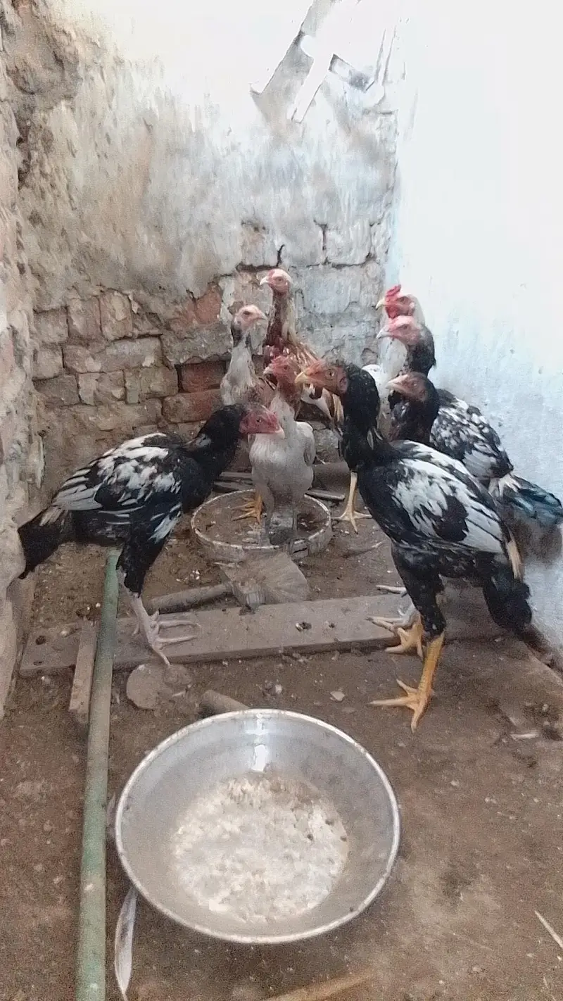 aseel murgy aor murgi — photo 2