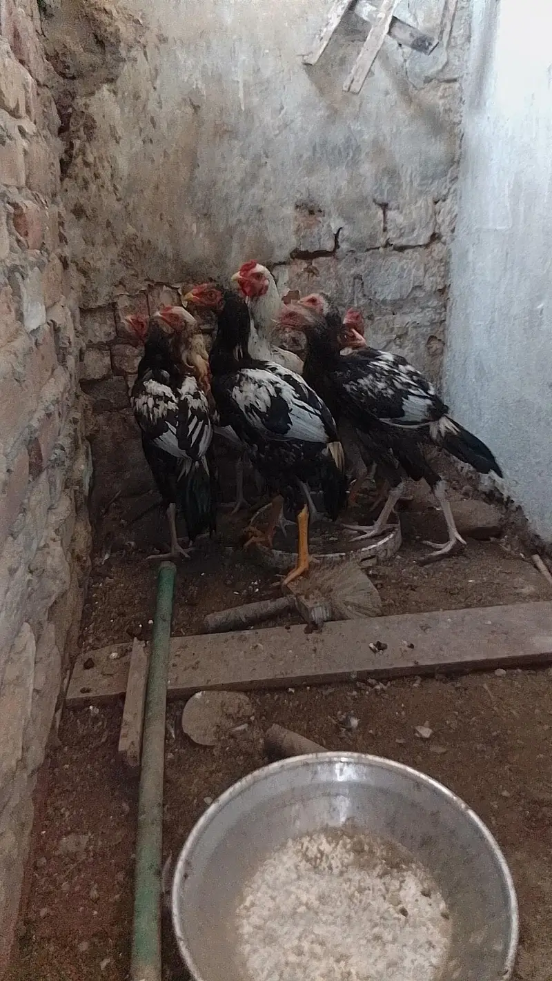 aseel murgy aor murgi — photo 3