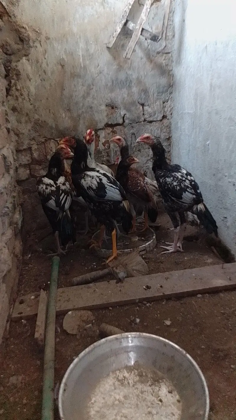 aseel murgy aor murgi — photo 4