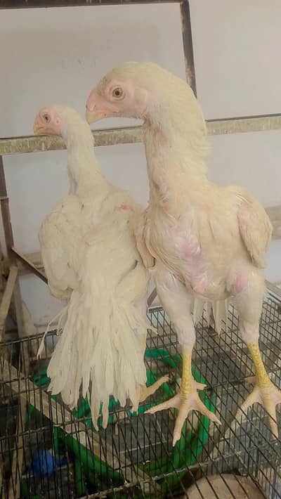 Parrot beak koval patti blood line in best quality