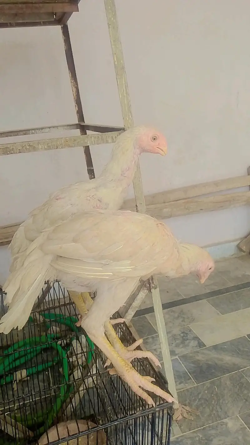 Parrot beak koval patti blood line in best quality — photo 2