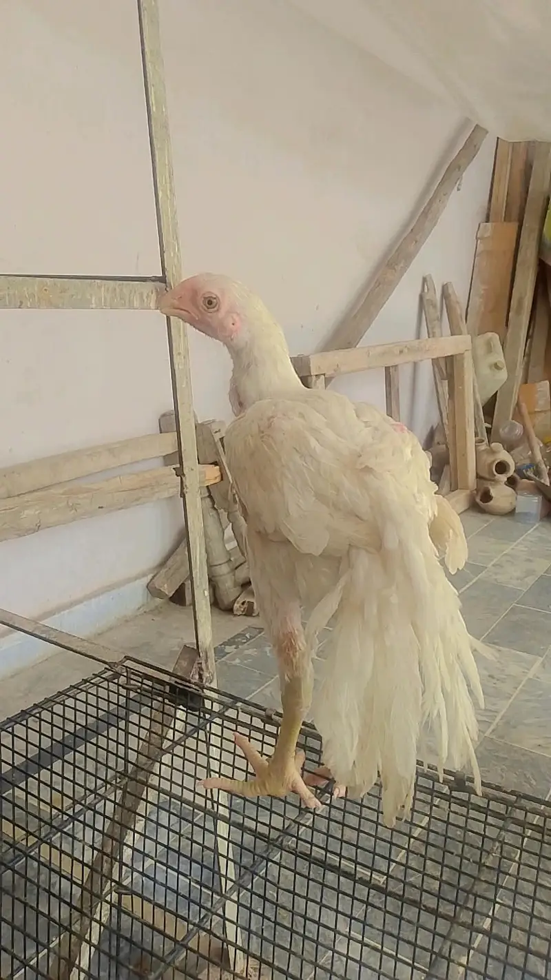 Parrot beak koval patti blood line in best quality — photo 3
