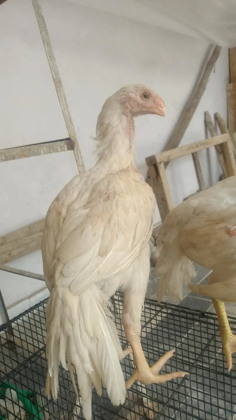 Parrot beak koval patti blood line in best quality — photo 4