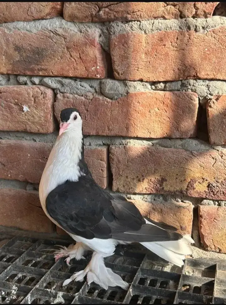 king pigeons available for sale