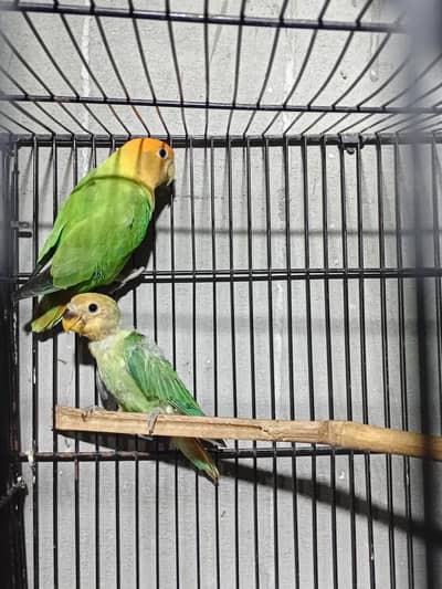 orange hood opline female with 1 self chick