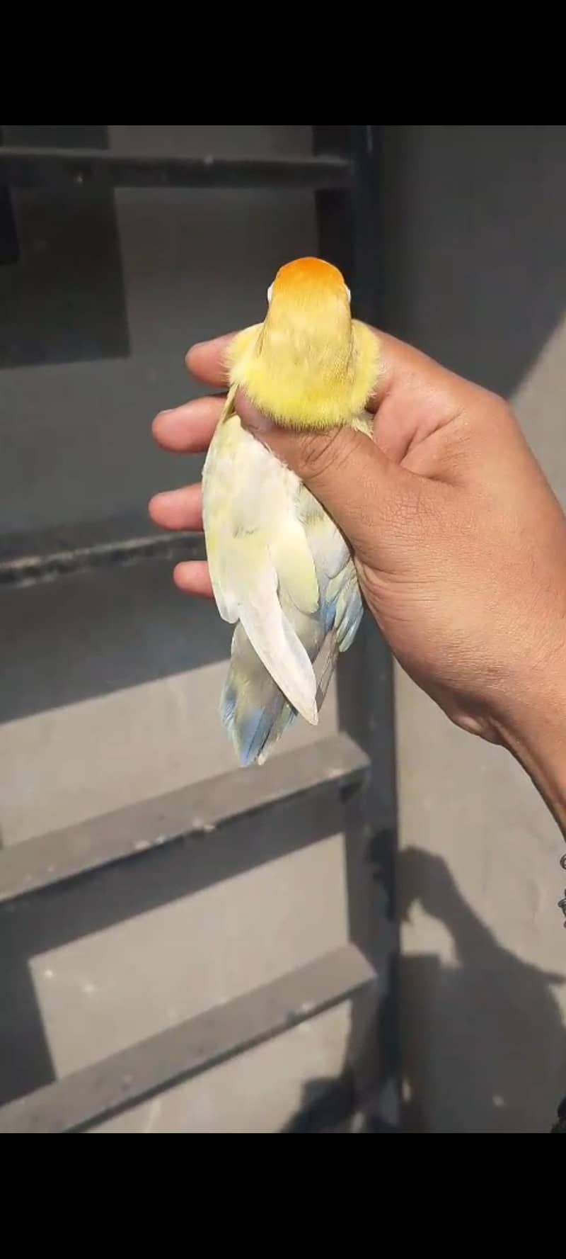 palefellow 1