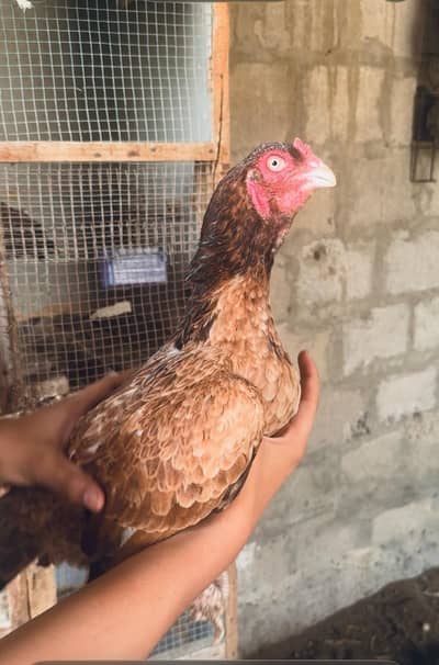 aseel murgi