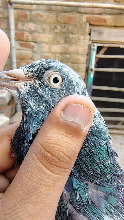 pigeon taddy,frouspure, golden  5 bacha our 12 adult pigeon