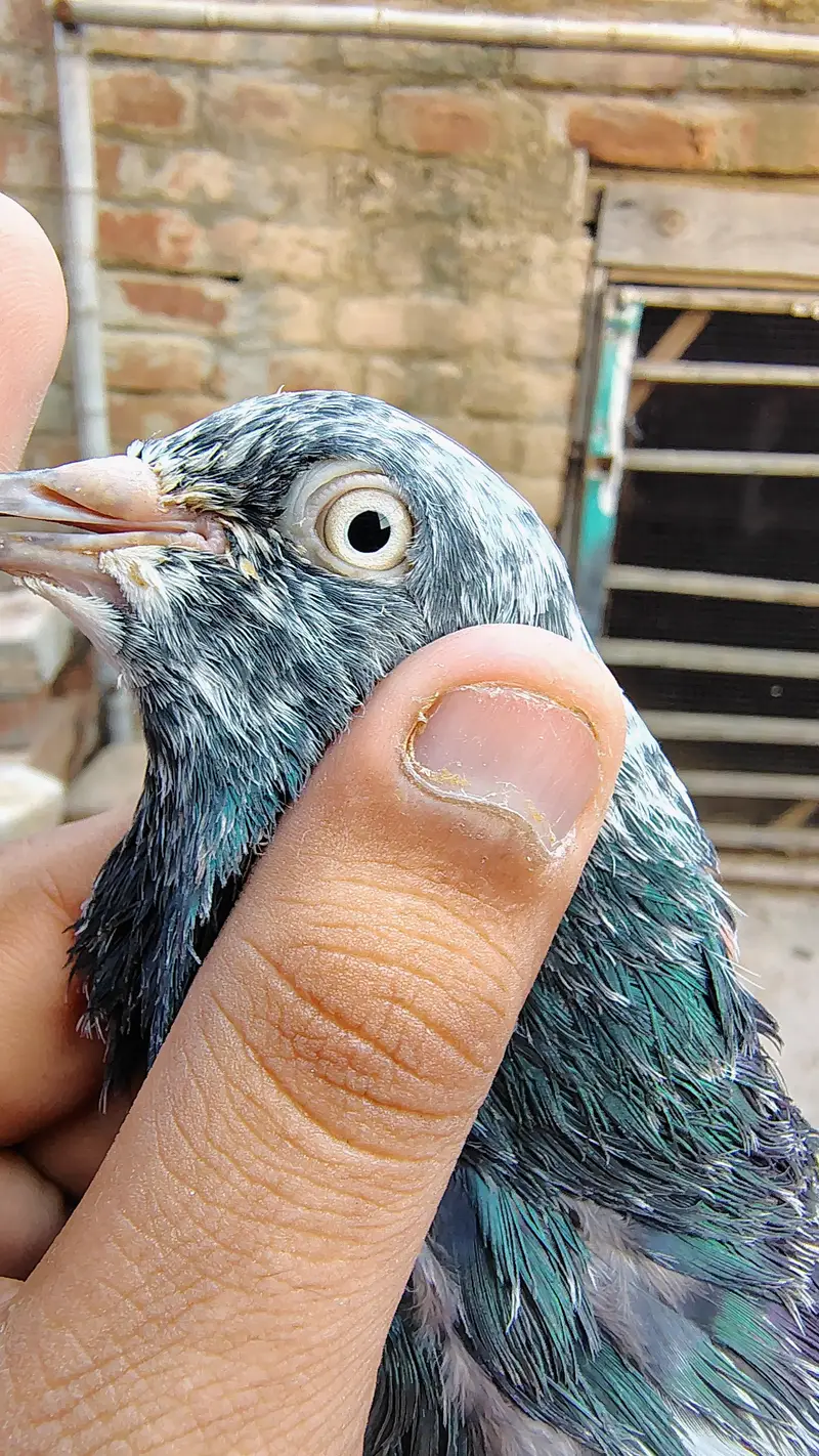 pigeon taddy,frouspure, golden  5 bacha our 12 adult pigeon