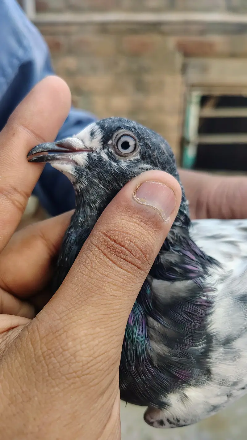 pigeon taddy,frouspure, golden  5 bacha our 12 adult pigeon — photo 2
