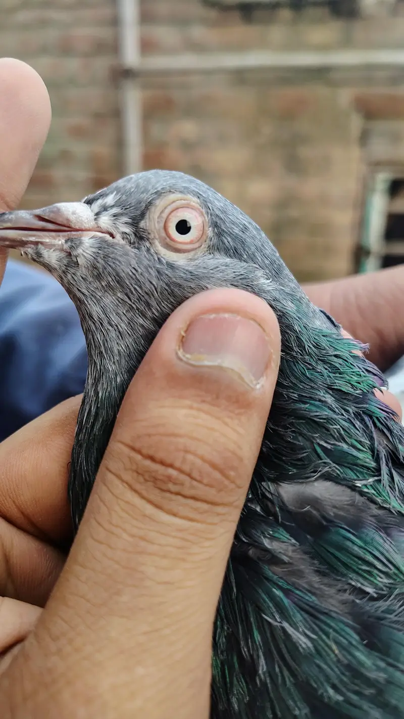 pigeon taddy,frouspure, golden  5 bacha our 12 adult pigeon — photo 3