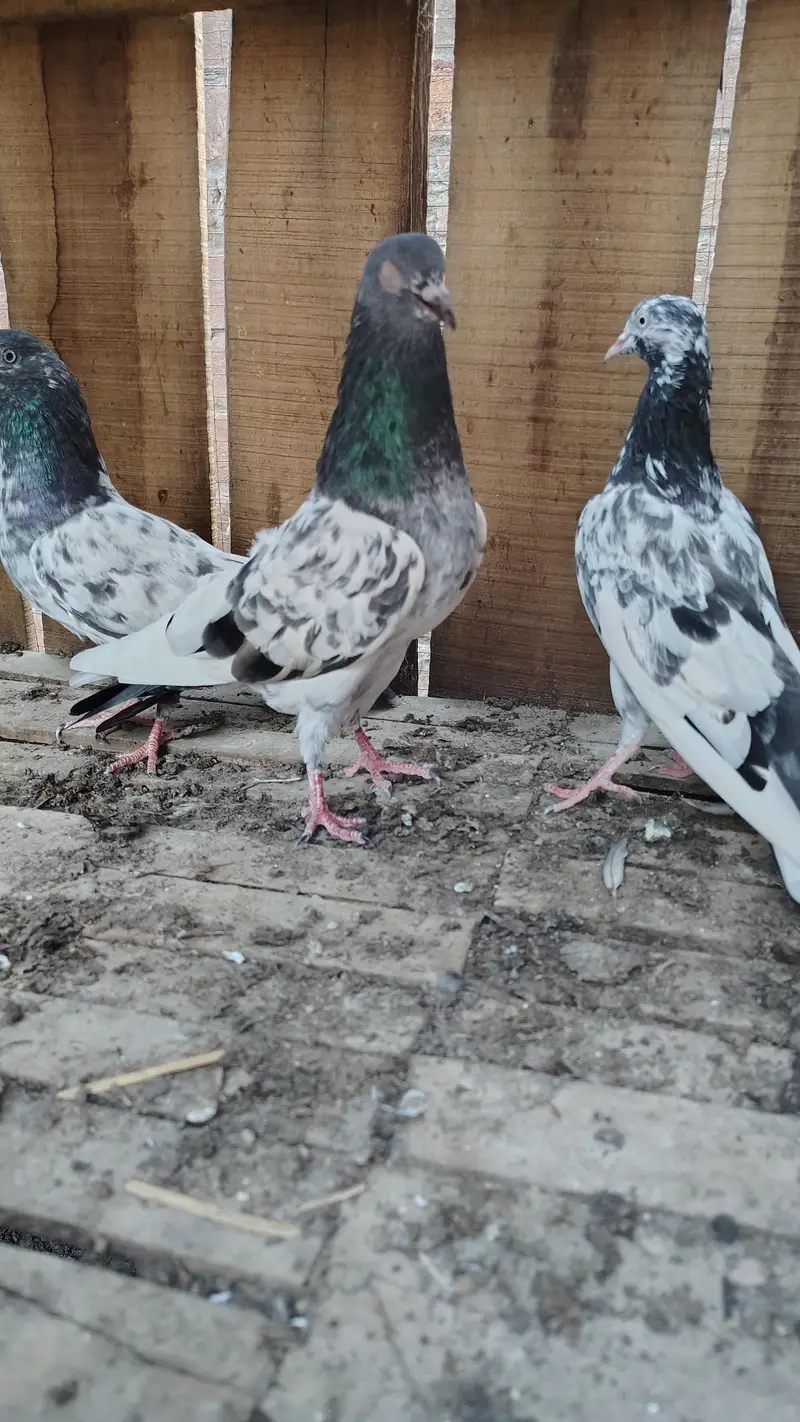 pigeon taddy,frouspure, golden  5 bacha our 12 adult pigeon — photo 4