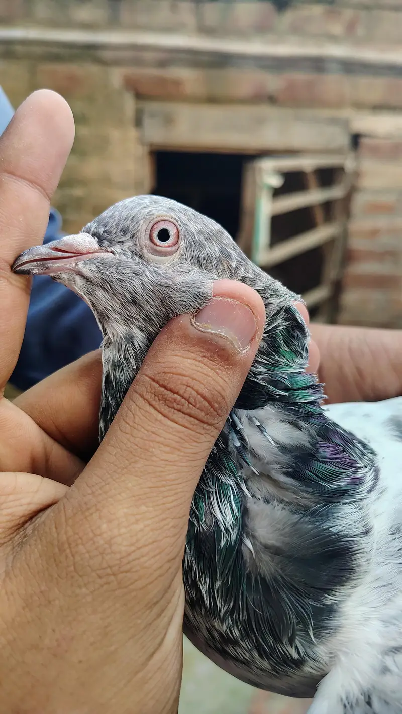pigeon taddy,frouspure, golden  5 bacha our 12 adult pigeon — photo 5