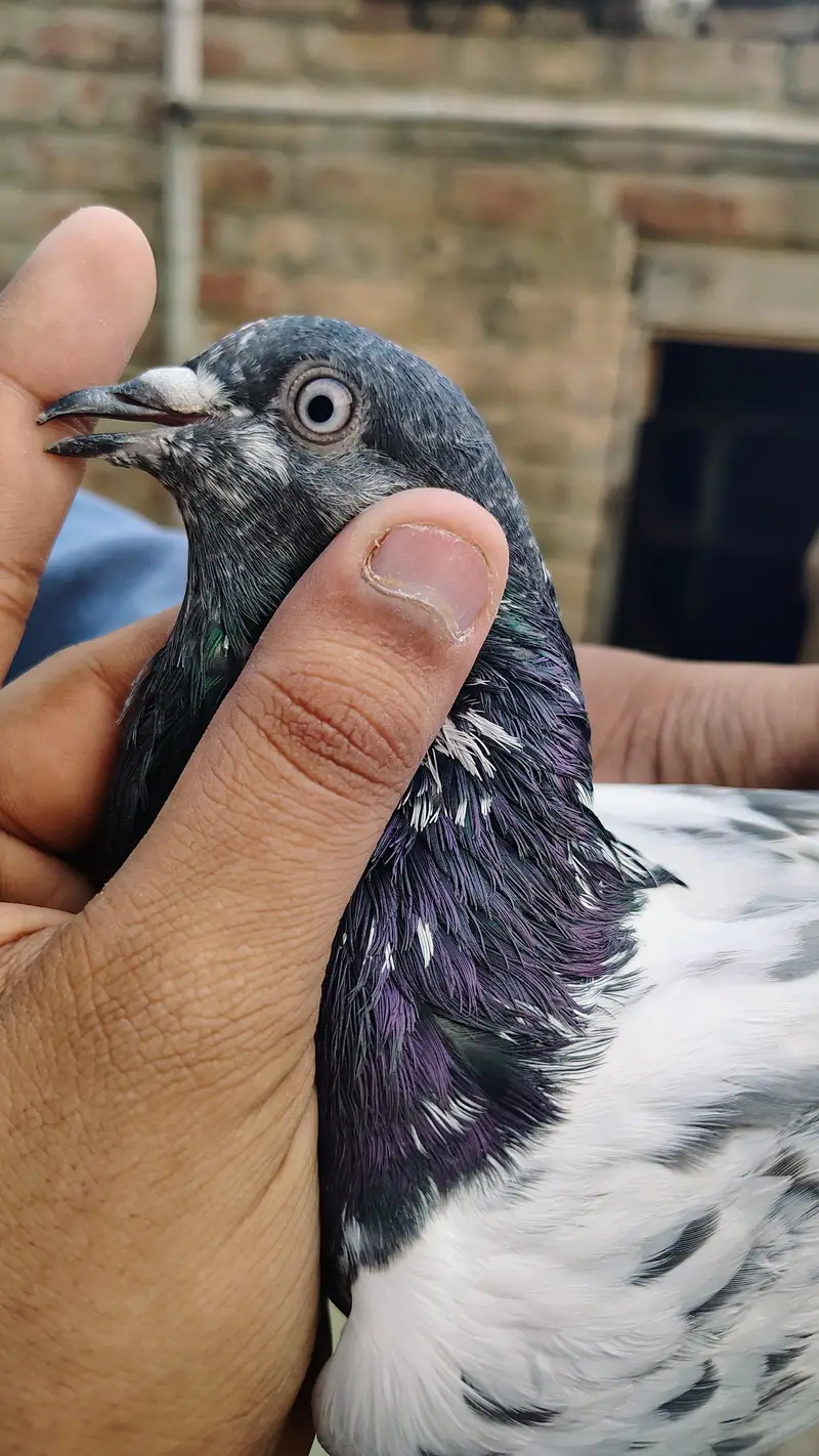 pigeon taddy,frouspure, golden  5 bacha our 12 adult pigeon — photo 6
