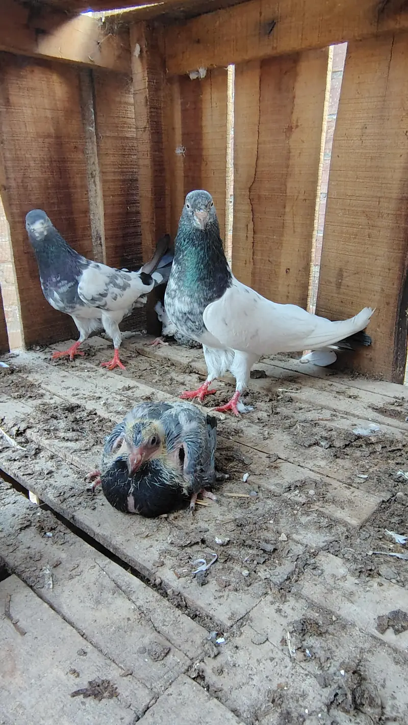 pigeon taddy,frouspure, golden  5 bacha our 12 adult pigeon — photo 7