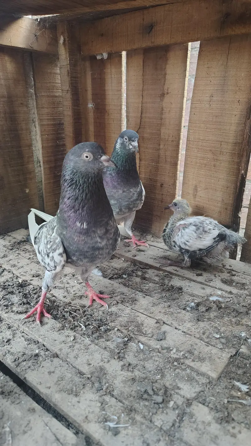 pigeon taddy,frouspure, golden  5 bacha our 12 adult pigeon — photo 8