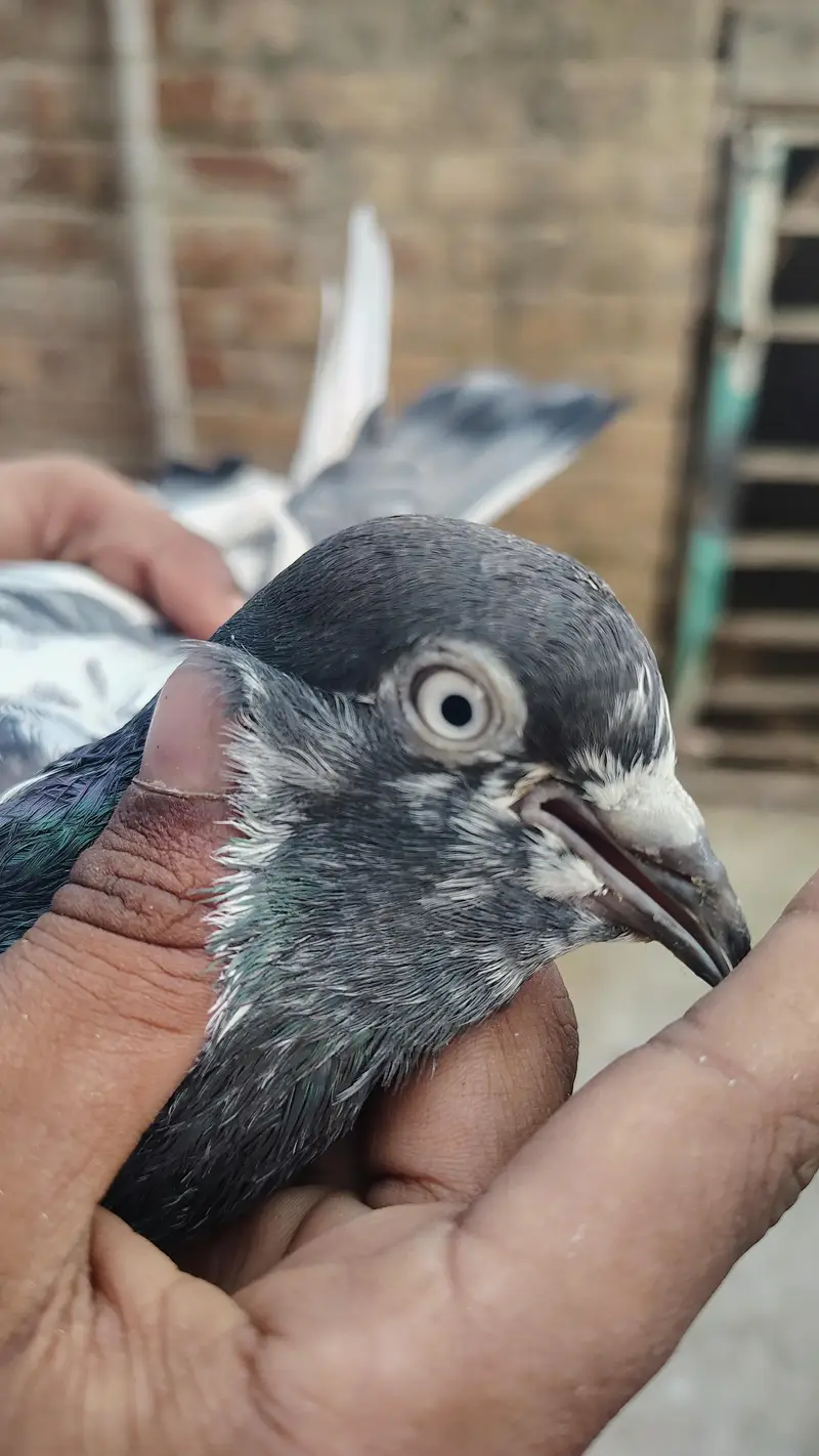 pigeon taddy,frouspure, golden  5 bacha our 12 adult pigeon — photo 9