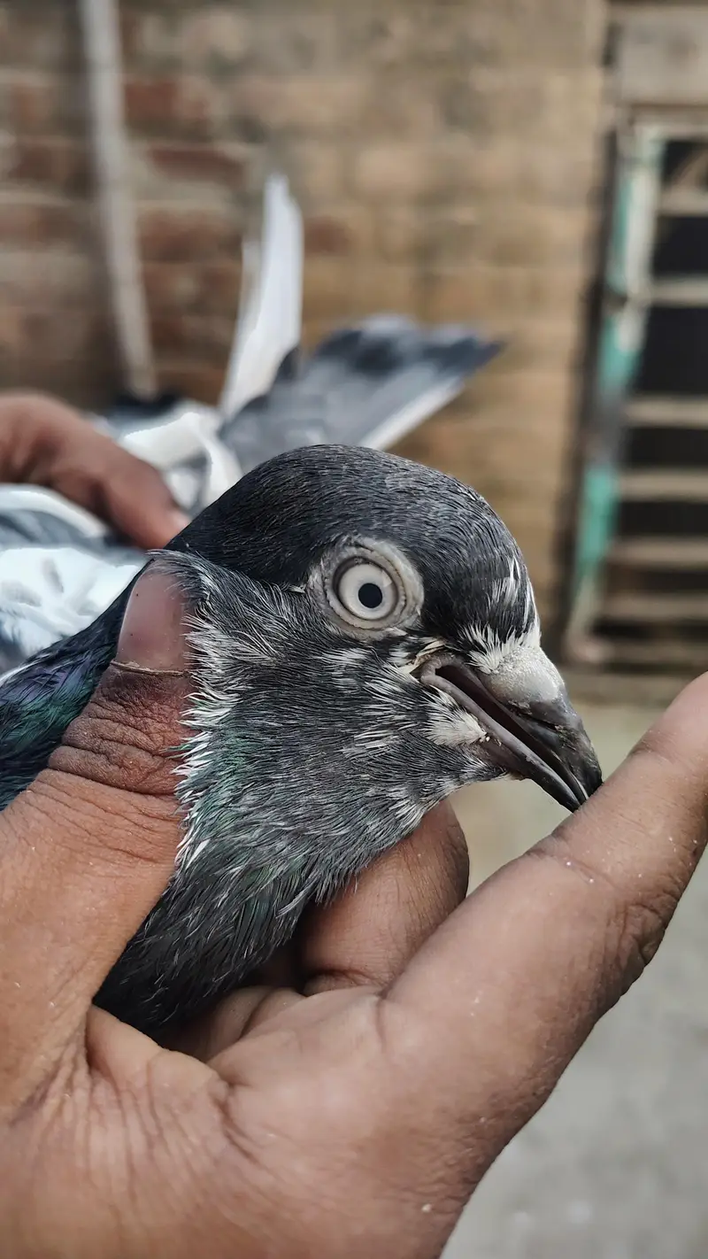 pigeon taddy,frouspure, golden  5 bacha our 12 adult pigeon — photo 11
