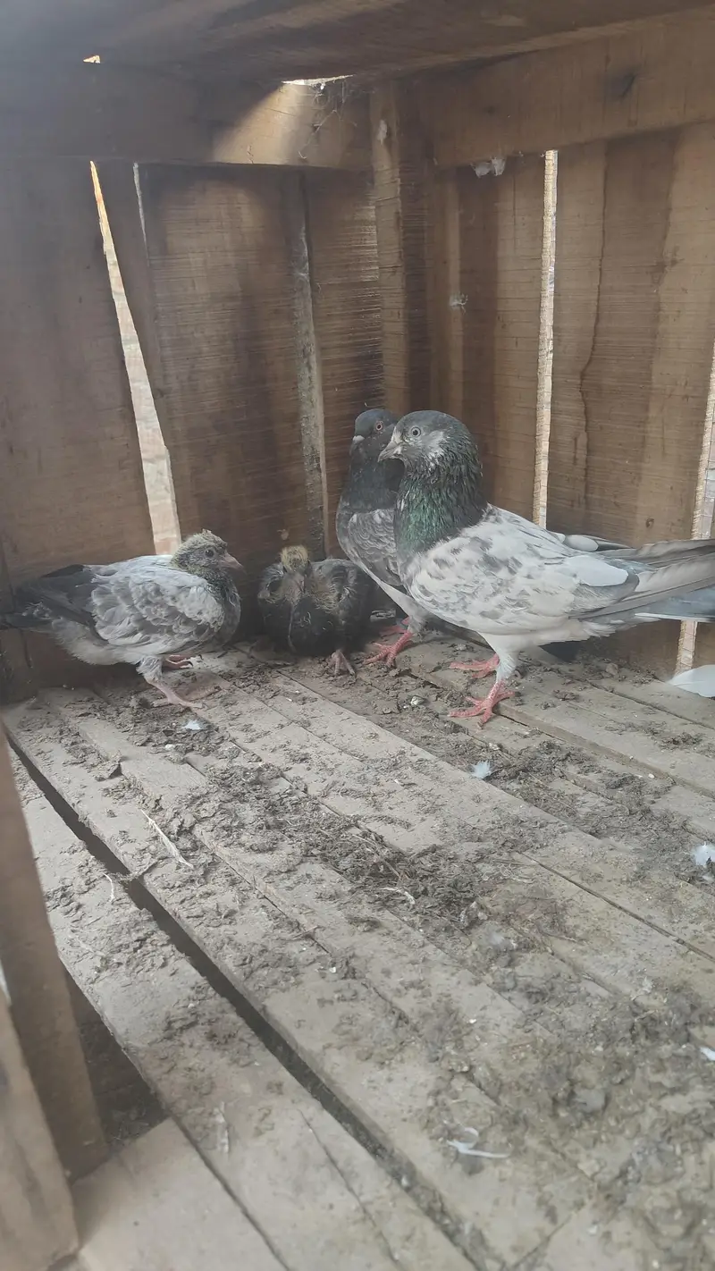 pigeon taddy,frouspure, golden  5 bacha our 12 adult pigeon — photo 12