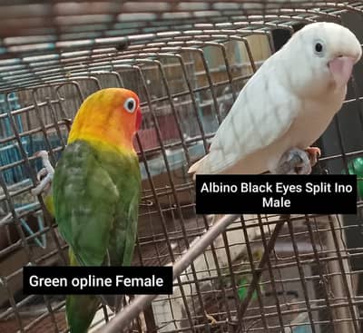 Love bird breeder pair for sale