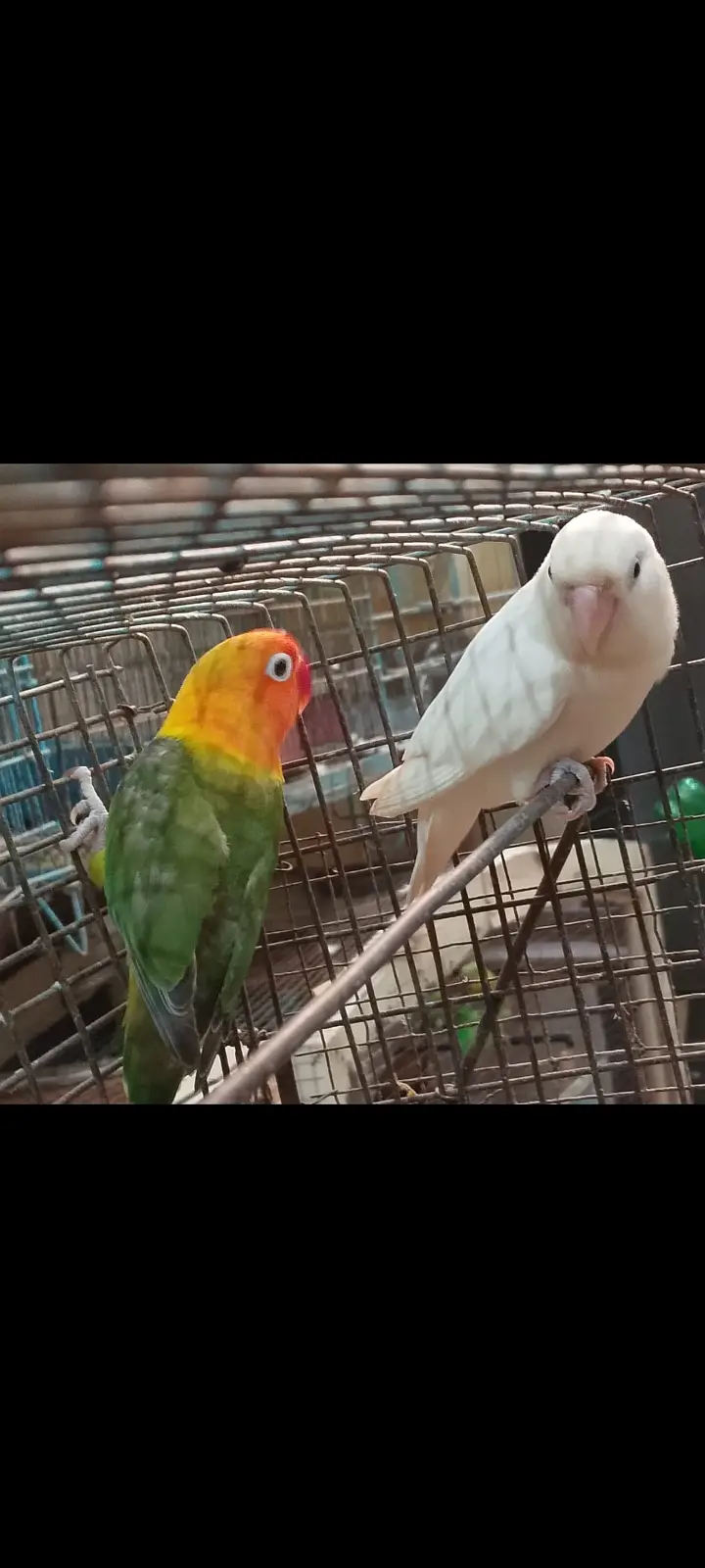 Love bird breeder pair for sale — photo 2