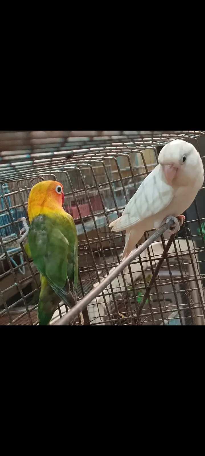 Love bird breeder pair for sale — photo 3