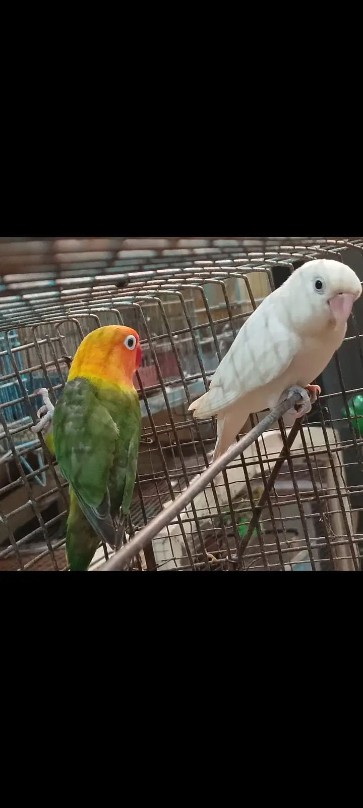 Love bird breeder pair for sale — photo 4