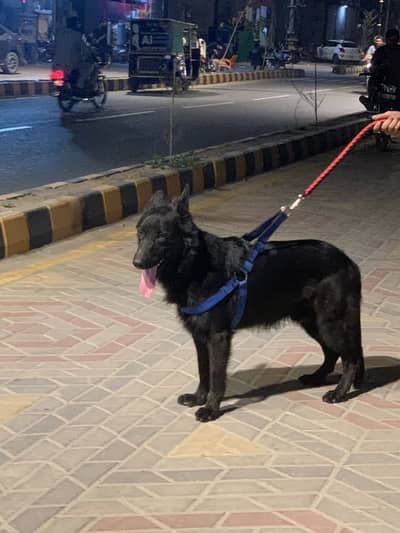 German shepherd male