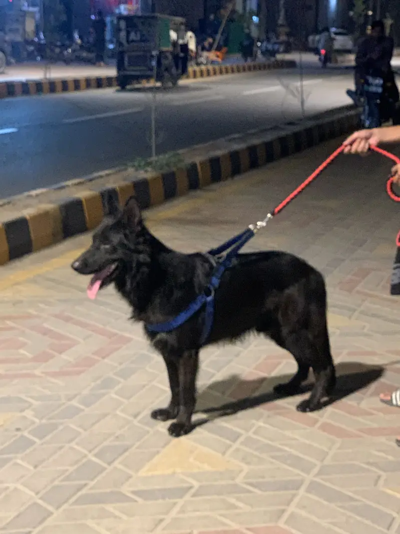 German shepherd male — photo 2