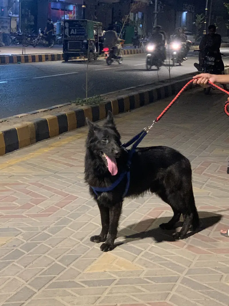 German shepherd male — photo 3