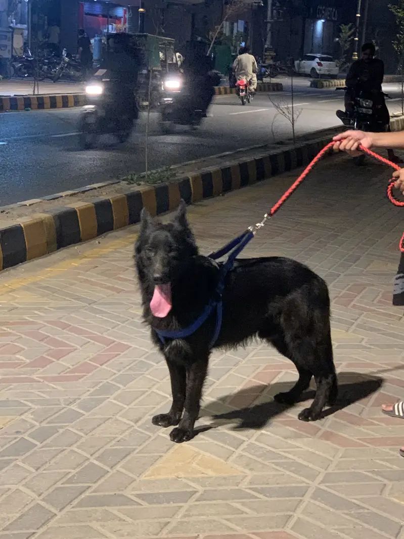 German shepherd male — photo 5