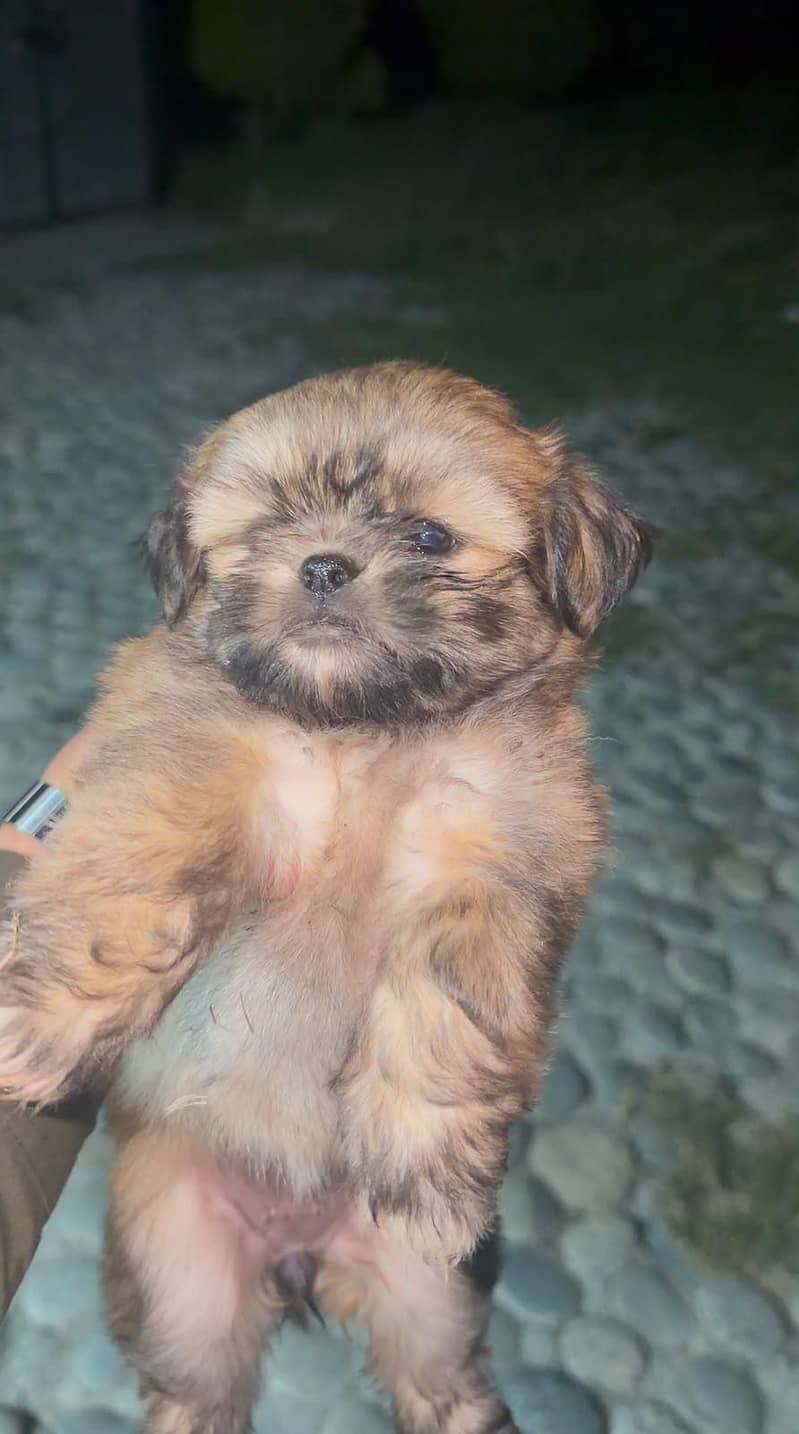 shitzu breed 0