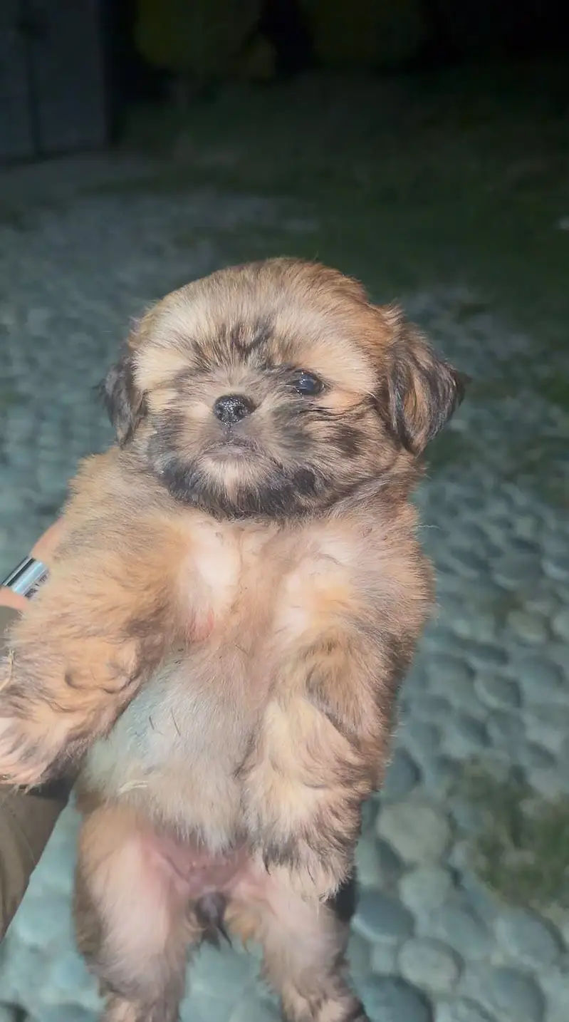 shitzu breed