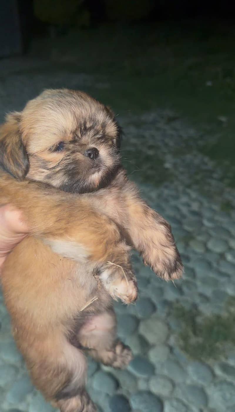 shitzu breed 1