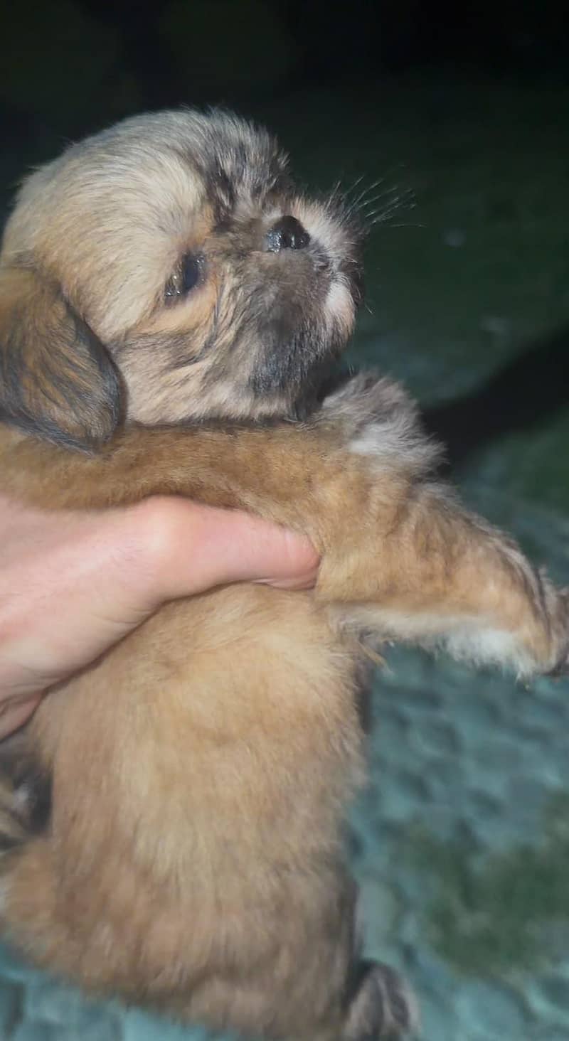 shitzu breed 2