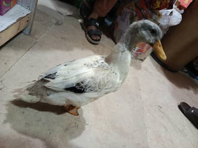 1female