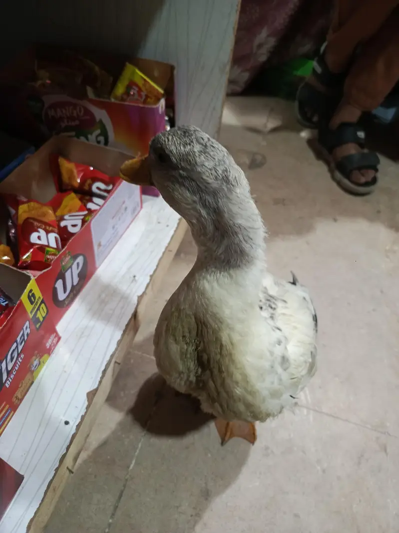 1female — photo 2