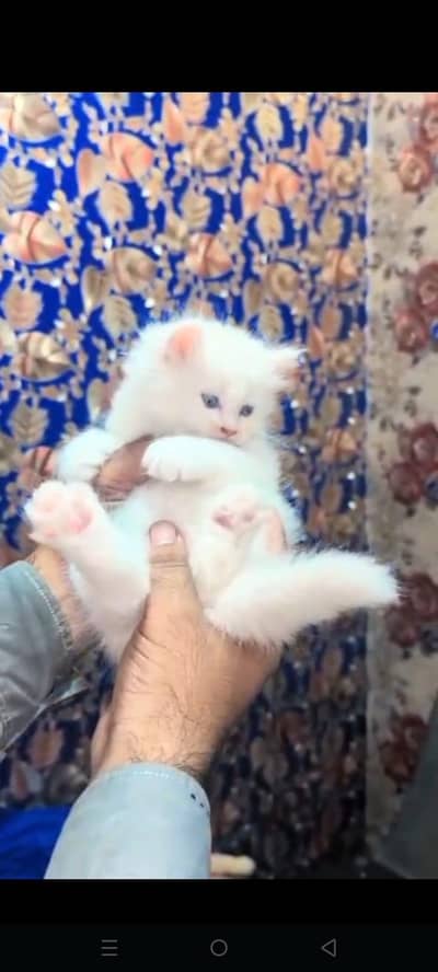 persion kitten 03204002043