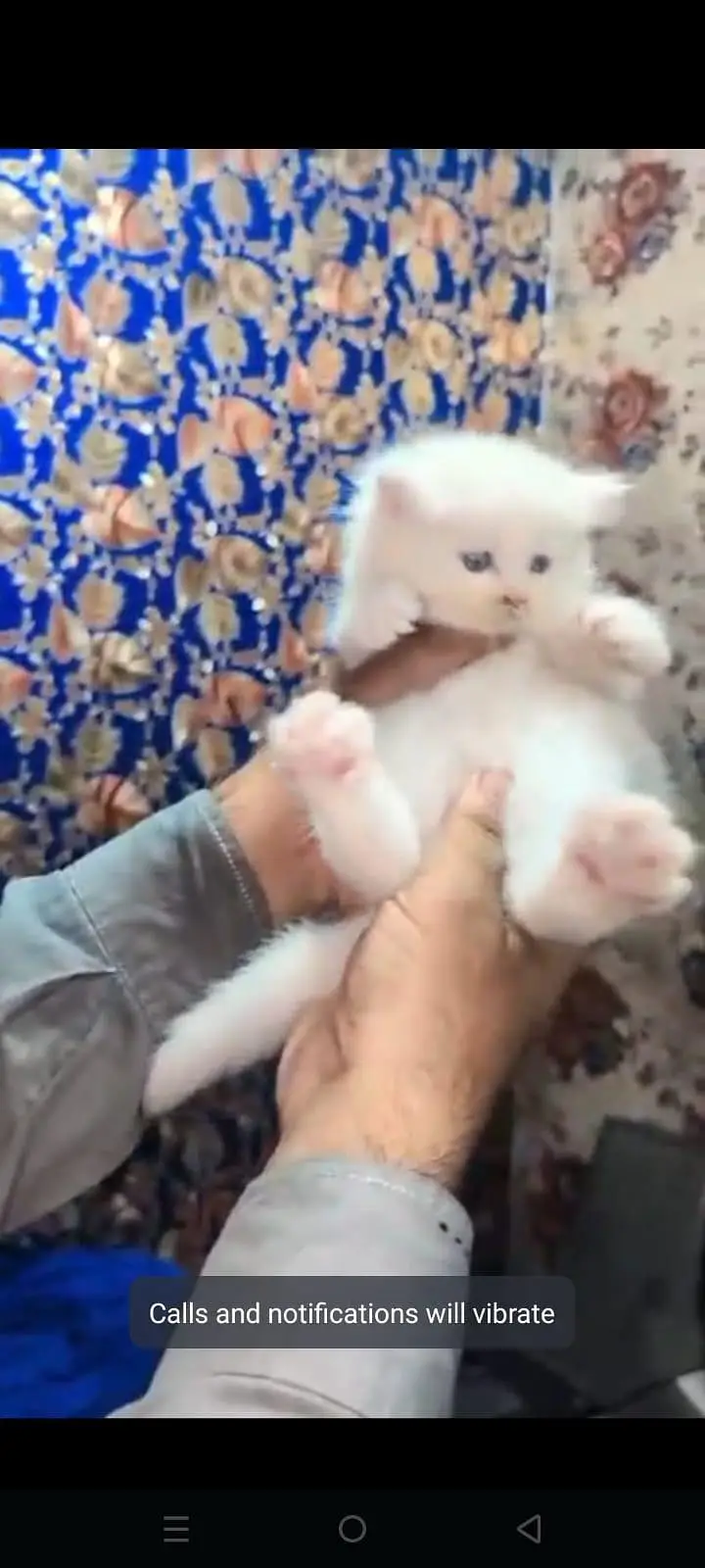 persion kitten 03204002043 — photo 2