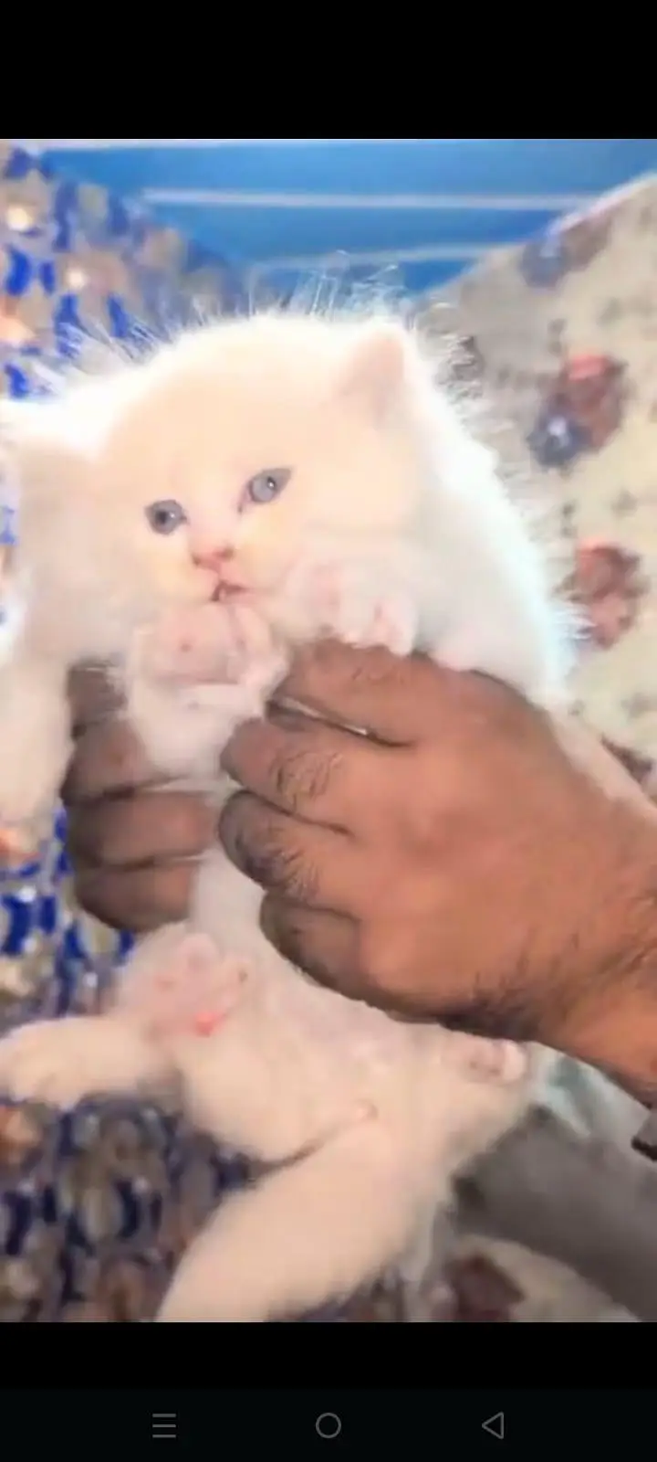 persion kitten 03204002043 — photo 3